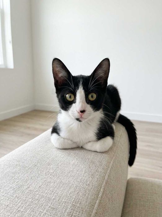 Setúbal e arredores / Margem Sul — MIKA, gatinha para adoção