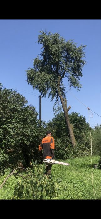 Зрізання дерев, обрізка валка дерев, спилювання, чистка