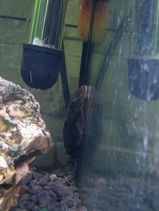 Zbrojnik niebieski+-7cm