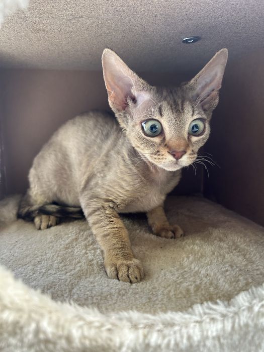 Slodki kocurek Devon Rex