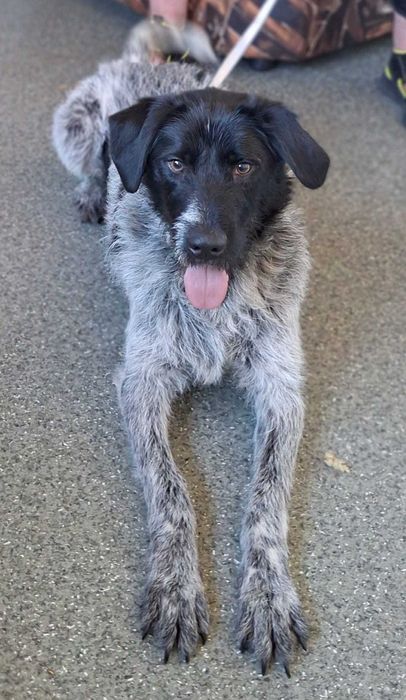 KACPER super socjalny 1,5 roczny pies znaleziony w Bułgarii