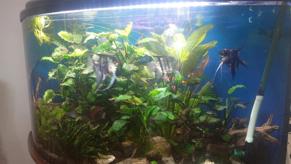 Sprzedam akwarium