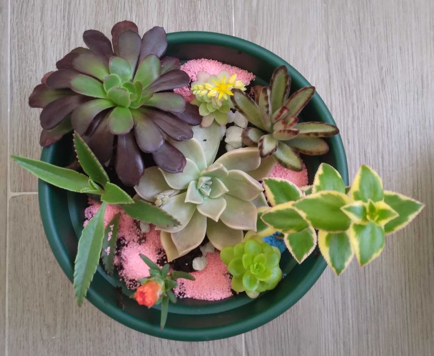 Vaso com Suculentas