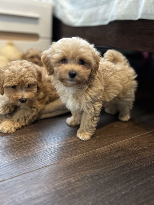 Мальтезе+пудель=мальтіпушечки