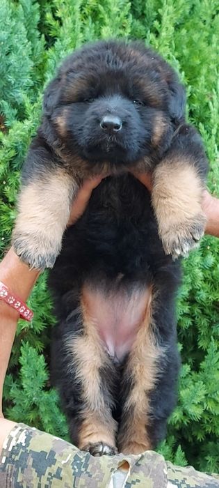 Єлітні цуценята німецької вівчарки.