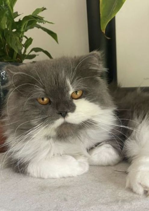 GATINHOPersa fabuloso