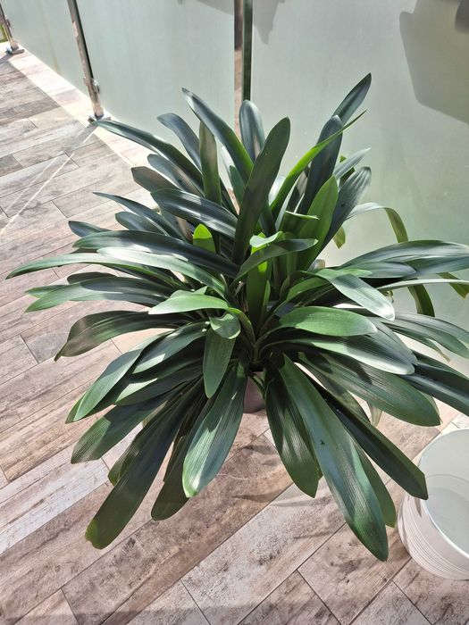 Kwiat Kliwia- kolor pomarańczowy