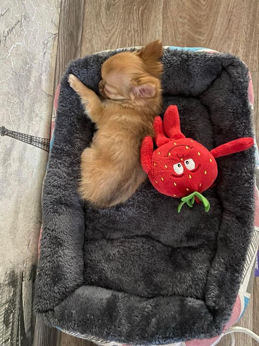 Перетримка домашніх тварин (ЗООГОТЕЛЬ) та послуги ГРУМІНГУ