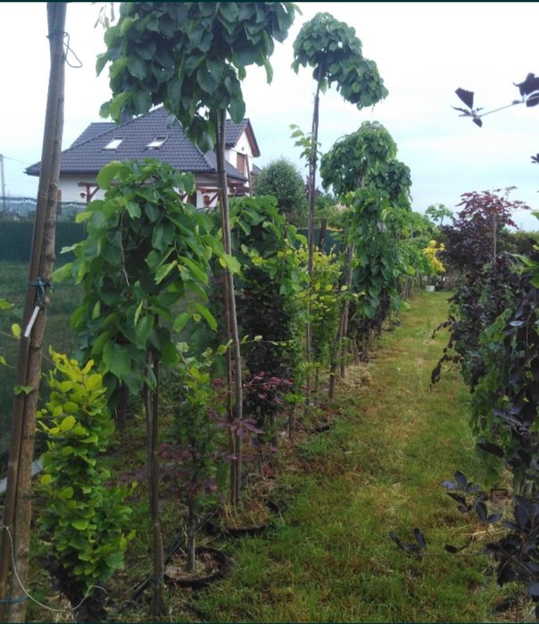 Judaszowiec,robinia,wiąz,złotokap