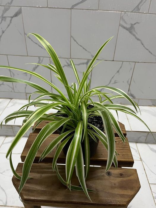 Хлорофітум очищає повітря в домі