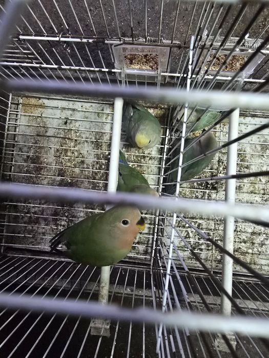 Agapornis rosseicoĺis