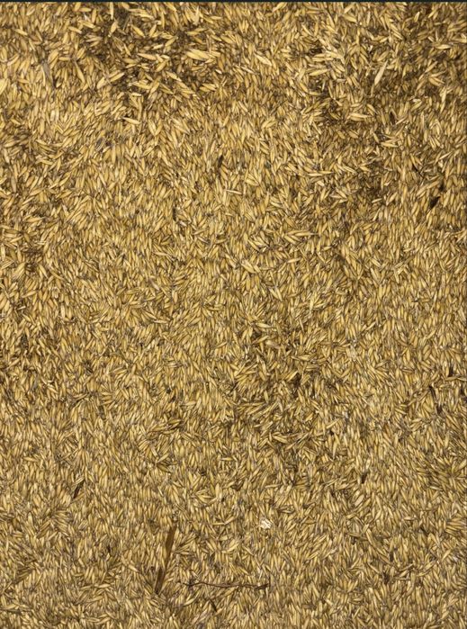 Sprzedam Owies  z 2025 r.