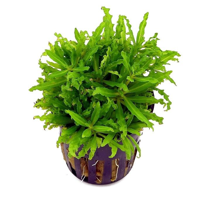 GB pogostemon helferi
