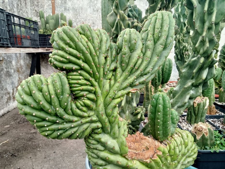 Cacto San Pedro cristata / monstruos