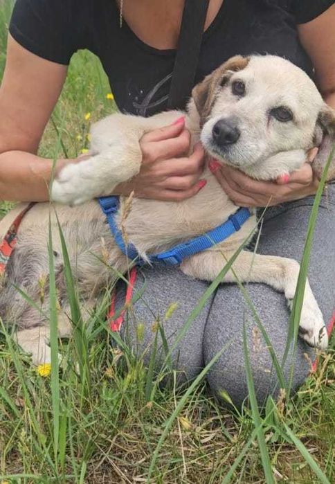 Daisy – mały aniołek po przejściach szuka domu
