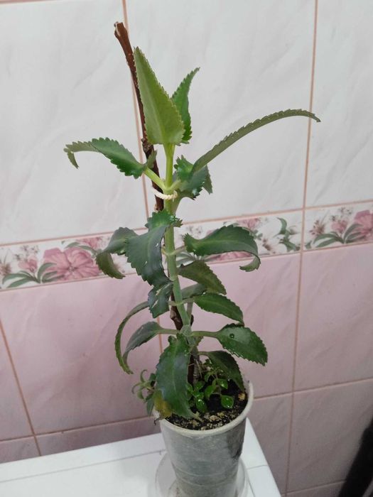 КАЛАНХОЕ ЛІКУВАЛЬНЕ