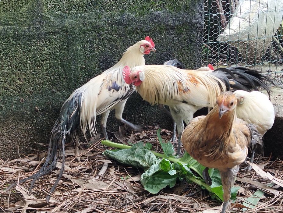 Granizos machos Fênix