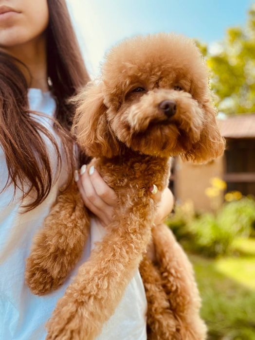 В'язка Той Пудель Львів