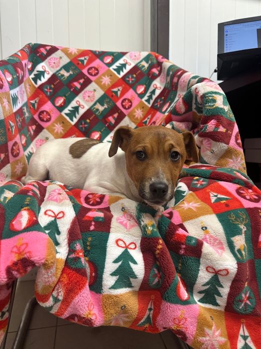 Szczeniak Jack Russell Terrier Pies Piesek Rodowód