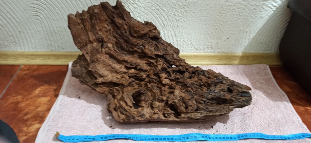 Korzeń Akwarystyczny