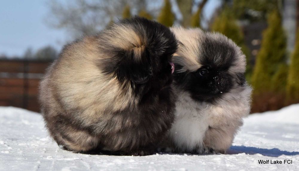 Pekińczyk ZKwP / FCI prawdziwy rodowód