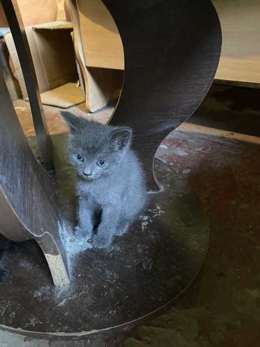 Отдам котенка даром