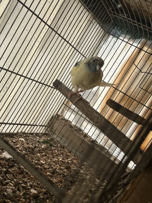 Kakariki branco e azul