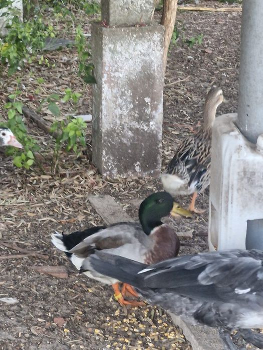 Patos reais ( bravos)
