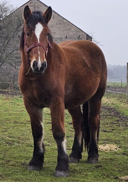 Klacz zimnokrwista 33 miesiące