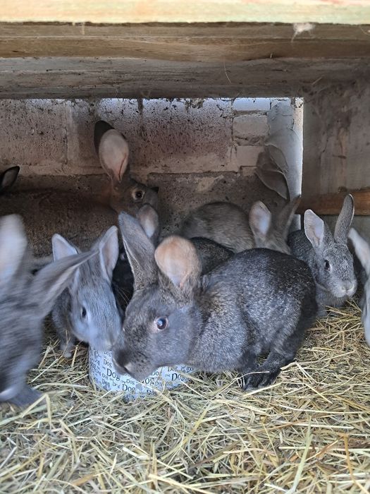 Króliki młode  mieszańce