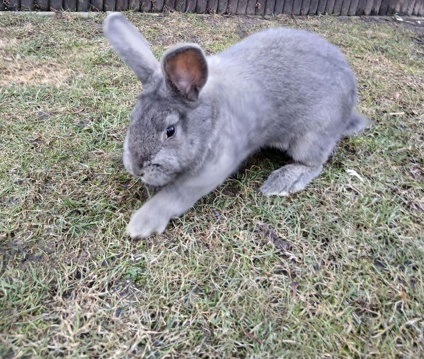 Królik hodowlany Samiec