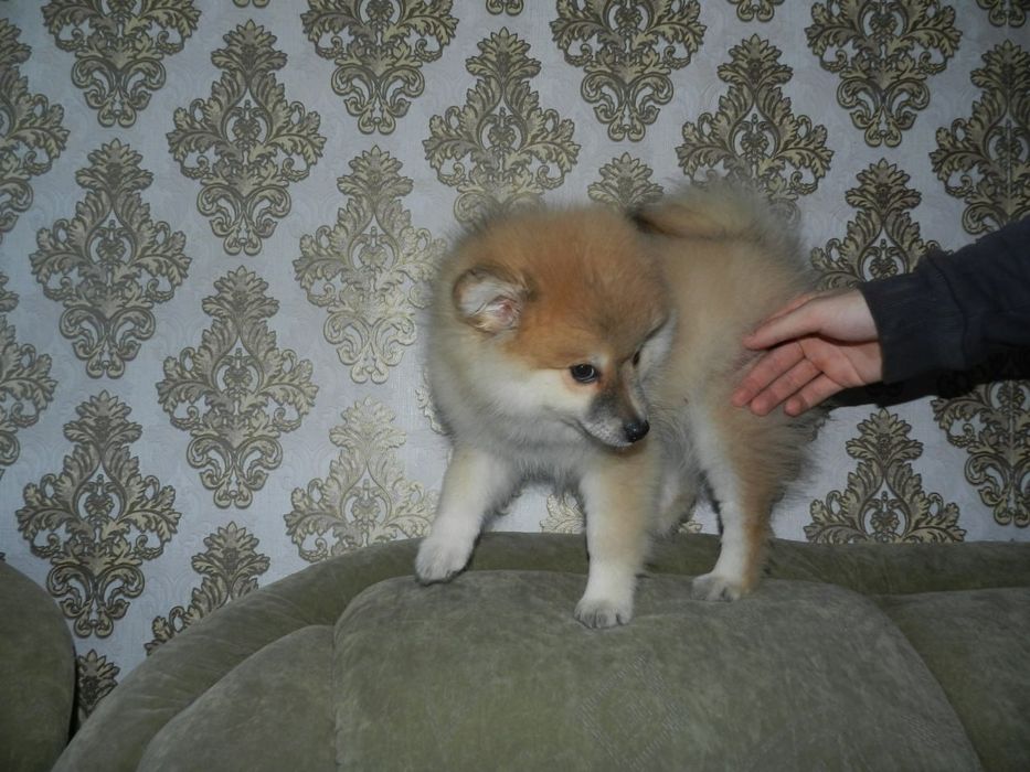 Красивый щенок  померанского шпица