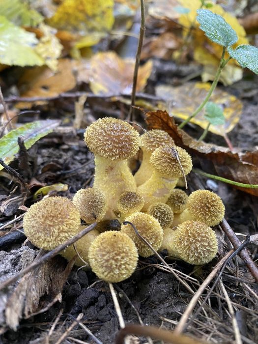 Мариновані грибочки «Святкові» набір з різних видів лісових!