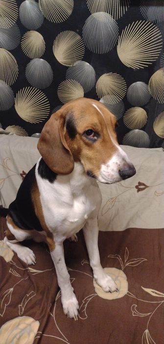 Отдам в хорошие руки  Собаку