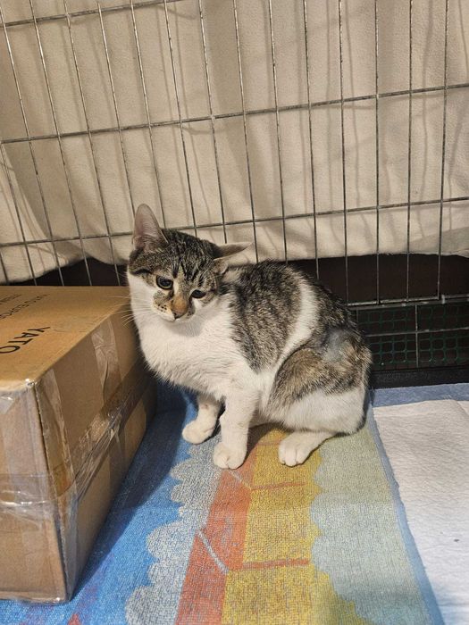 Karmelka – maleńka dusza błaga o dom i ludzkie ramiona