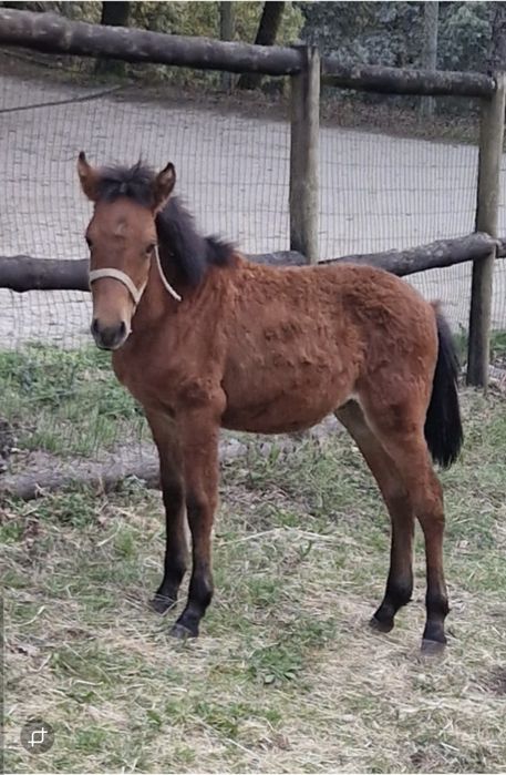 Poldro Garrano 1 ano de Idade