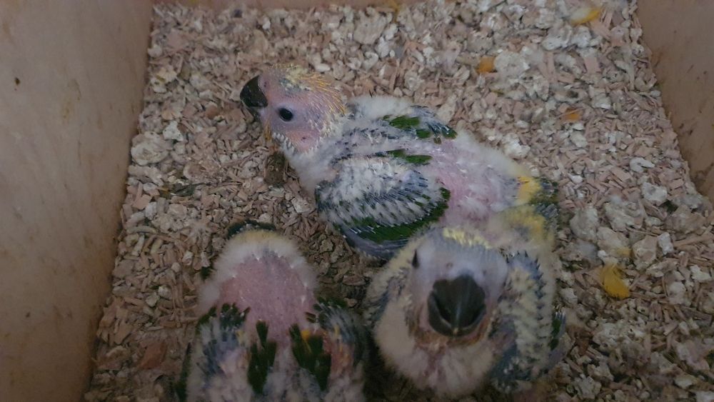 Aves para criar .