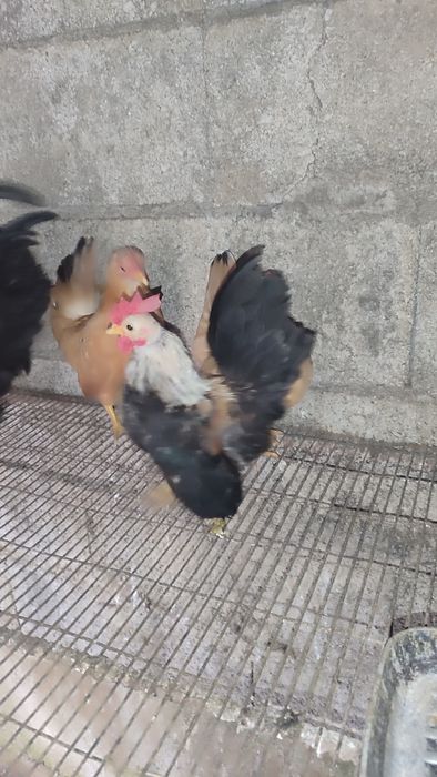 Garnizés Seramas Puros