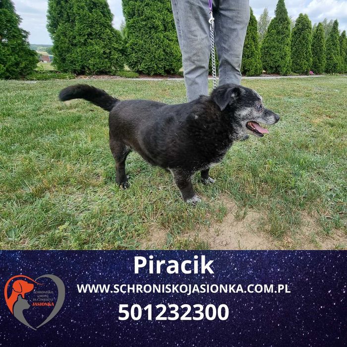 PIRACIK do adopcji – Schronisko Jasionka