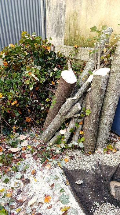 Jardineiro Profissional