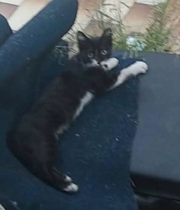 Gatinho para adoção responsável