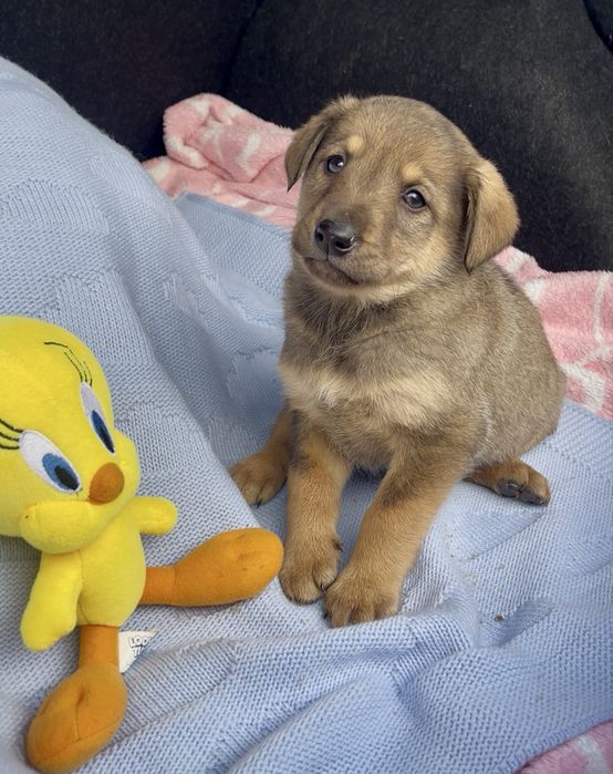 Цуценятка безкоштовно у відповідальні руки
