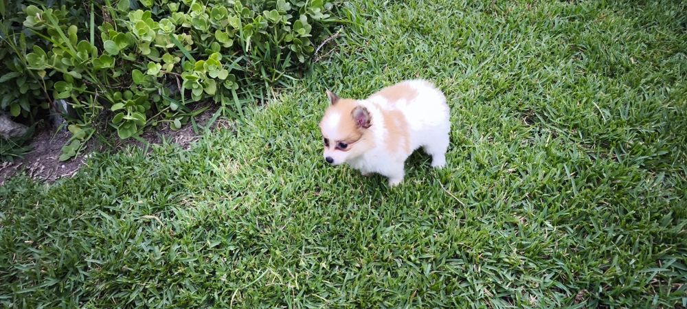 Spitz miniatura  para entrega imediata existe a possibilidade de entrega ao domicílio a combinar agrade