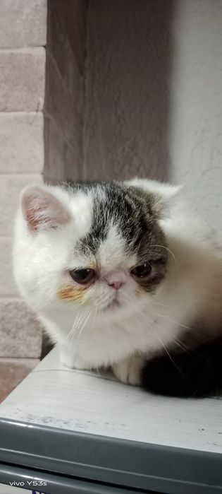 Кошеня, котик  екзотик муркотун