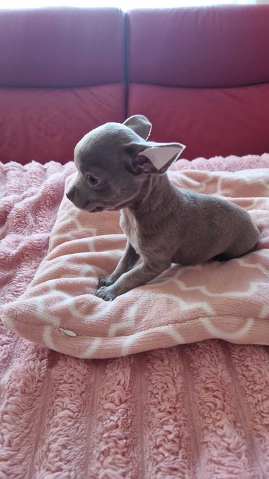Chihuahua piesek malutki gotowy do zmiany domku