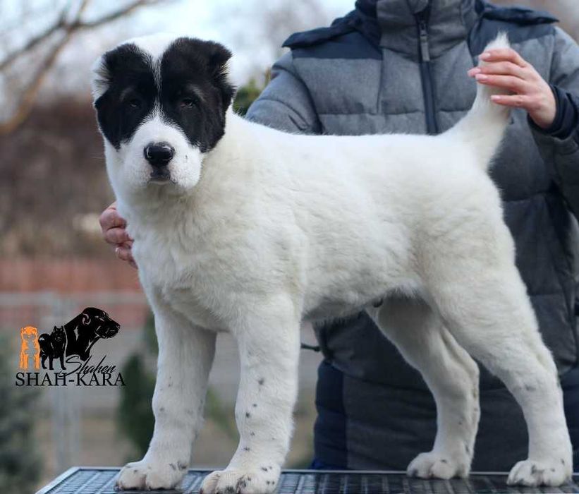 Великолепный кобель САО