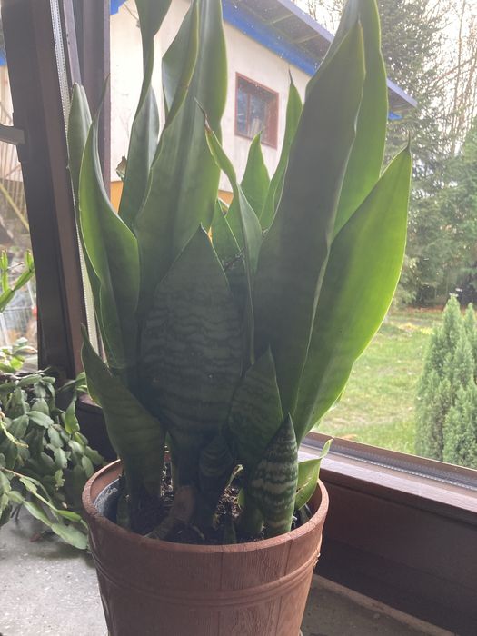 Kwiaty doniczkowe kliwia, szabla, dracena, juka
