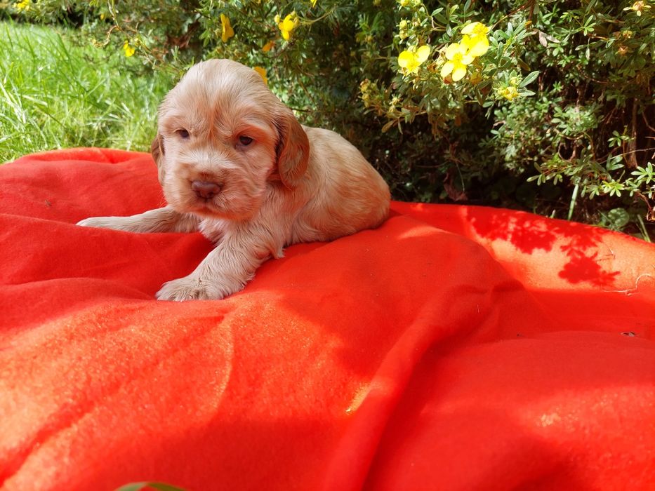 Piesek Cocker Spaniel Angielski