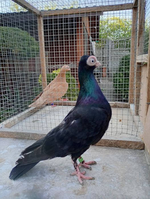 Maściuchy samice żółta i czarna