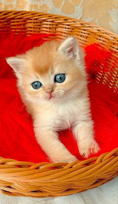 Шотландские котята (ЗОЛОТАЯ ШИНШИЛЛА)